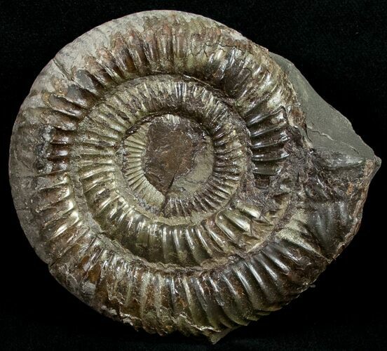 Large Pyritized Dactylioceras Ammonite #10557